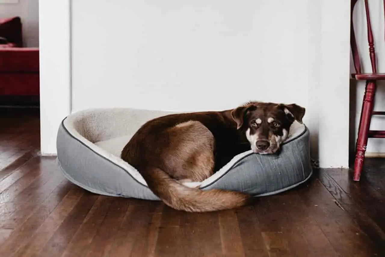 How to choose a dog bed cat bed pet bed The study found a dog can easily spend 14 hours a day or more sleeping. how to Choose a dog bed for our pet is very important.