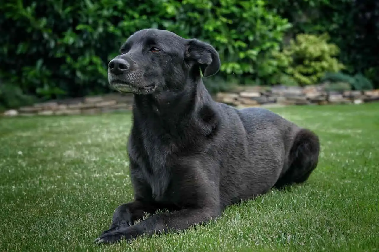 How-To-Train-A-Dog-To-Follow-Command-Pet-Supplies-Pet-Bowls-Bed-Collar-Harness-Leashes-Transport-Toys