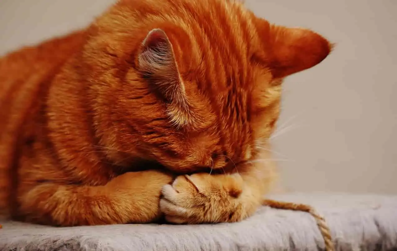 Why do orange cats sleep so much- Degao Pet Supplies pet bed-bowl-collar-grooming-transport-toys