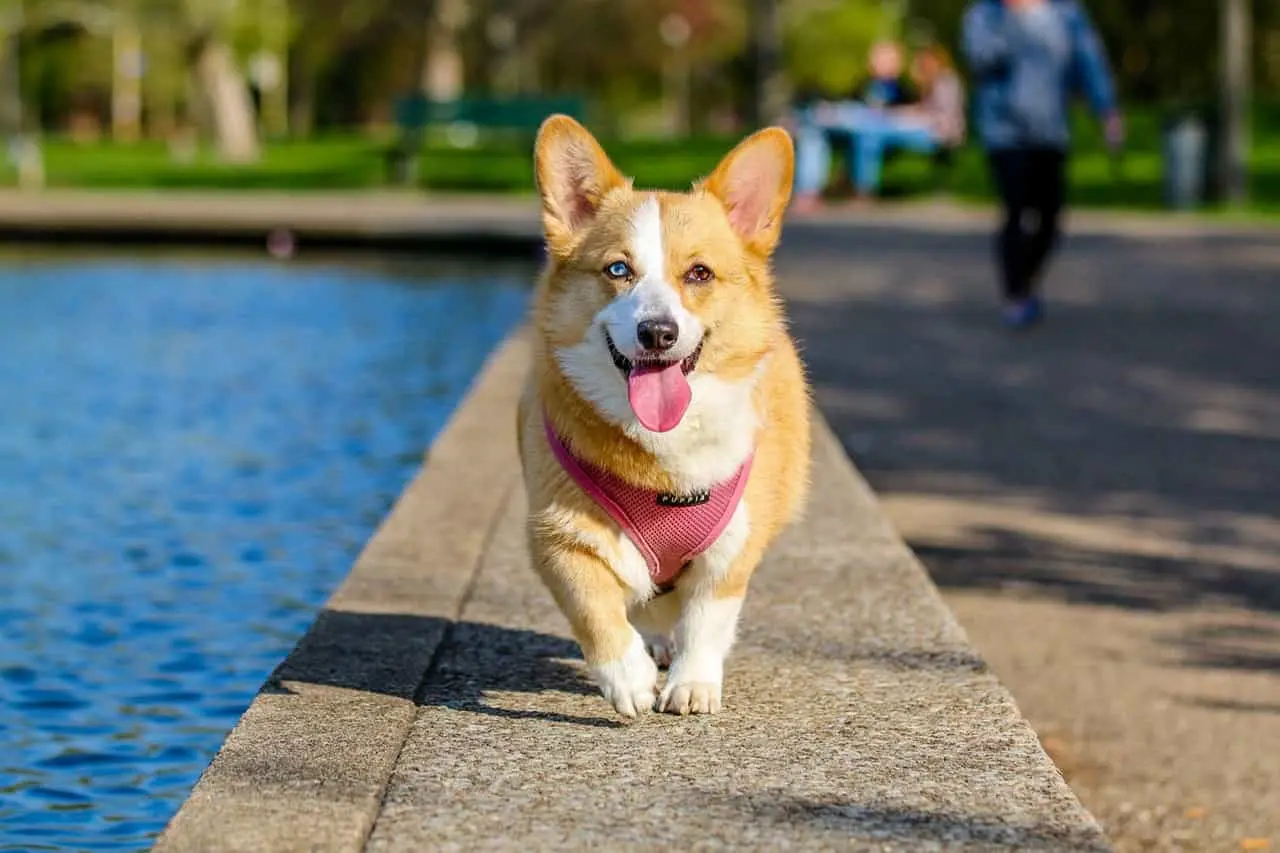 Why do dogs like to bask in the sun- Degao Pet Supplies pet bed-bowl-collar-grooming-transport-toys