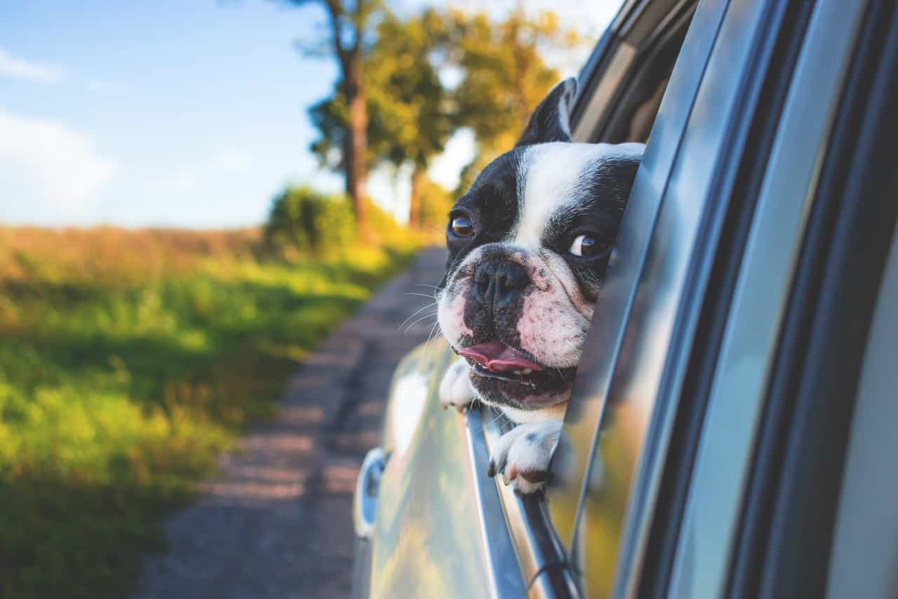 Why Do Dogs Stick Heads Out of Cars’ Windows - Degao Pet Supplies pet bed-bowl-collar-grooming-transport-toys